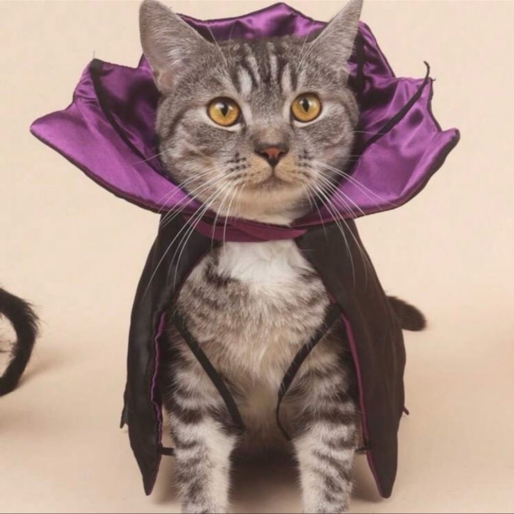 ❌sold❌Vampire pet costume cape